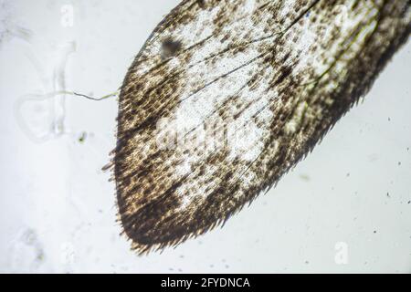 Ephestia elutella, Flügel der Kornmotte mit Schuppen Makro-Nahaufnahme unter dem Lichtmikroskop, Vergrößerung 40-fach, Mikroskop-Objektiv 4 Stockfoto