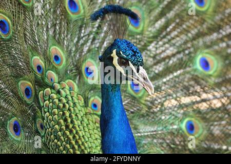 Wunderschöne türkisblaue und grüne Pfauentöne mit Balz-Schwanz als Hintergrund geöffnet. Lage ist Reid Park Zoo in Tucson, Arizona, wo Peafowl Stockfoto