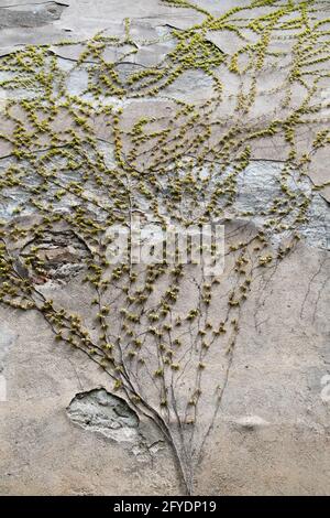 Klettern wachsen Grüne Efeu-Pflanze auf alten Betonwand. Landschaftsgestaltung Englisch Efeu im Garten Landschaft Stockfoto