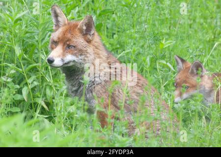 London, Großbritannien, 27. Mai 2021: Ein männlicher Fuchs verbringt Zeit mit seinem Jungen, dem einzigen von zwei, der dieses Jahr bisher überlebt hat. Der Mutterfuchs wurde ebenfalls nicht gesehen und das Junge wurde angegriffen und schwer verletzt. Anna Watson/Alamy Live News Stockfoto