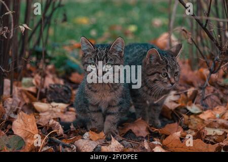 Zwei grau gestromte Kätzchen sitzen auf herbstlichen Blättern. Stockfoto