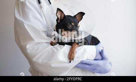 Tierarzt in weißem medizinischen Mantel und blauen Handschuhen hält klein Schwarzer Spielzeug Terrier Hund im medizinischen Kragen für Tiere auf Weißer Hintergrund, Kopierbereich.Bann Stockfoto