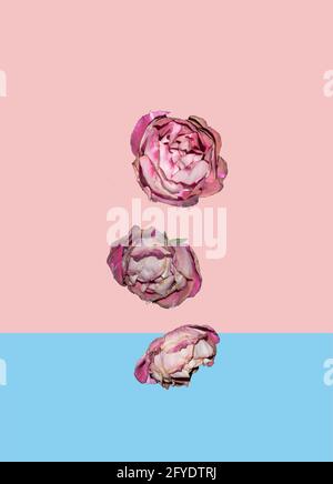 Drei Rosen, die auf einem trendigen Hintergrund in Pastellrosa und Blau stehen. Blumenmuster. Minimal abstrakt Muttertag, Valentinstag und Liebe Konzept. Stockfoto
