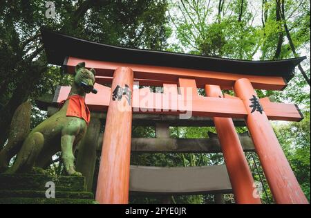 Fuchskisune-Statue vor dem orangefarbenen Torii-Tor in üppigen Wäldern am Fushimi Inari Taisha-Schrein in Kyoto, Japan Stockfoto