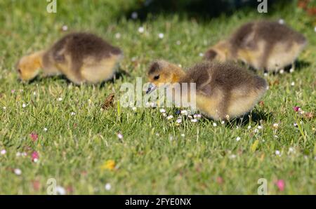 Kanadische Gänseküken in Victoria, BC, Kanada Stockfoto