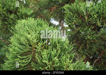 Sheoaks (Casuarinaceae, Allocasuarina) mit natürlichem Hintergrund Stockfoto