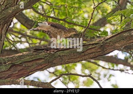 Coopers Hawk frisst seinen Fang in einem Baum im Elk Grove Village, Illinois Stockfoto