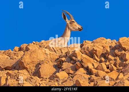 Nubian Ibex beobachtet von oben auf den Klippen von Masada In Israel Stockfoto