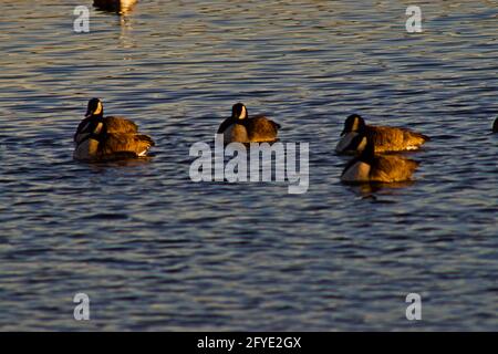 Kanadagänse, die sich am South East City Park Public Fishing Lake, Canyon, Texas, ausruhen. Stockfoto