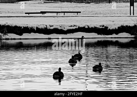 Kanadagänse, die sich am South East City Park Public Fishing Lake, Canyon, Texas, ausruhen. Stockfoto