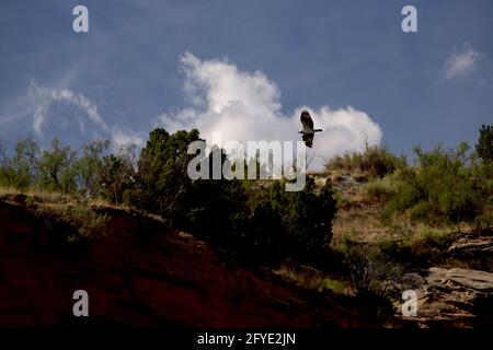 Osprey schwunghaft über dem Lake McKinsey im texanischen Panhandle in der Nähe von Amarillo. Stockfoto