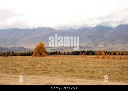 Eine Lichtung mit vergilbten Bäumen aus dem Herbst, in der Ferne ein Nadelwald in der Steppe und eine hohe Bergkette. Kuraiskaya-Steppe, Altai, Siberi Stockfoto