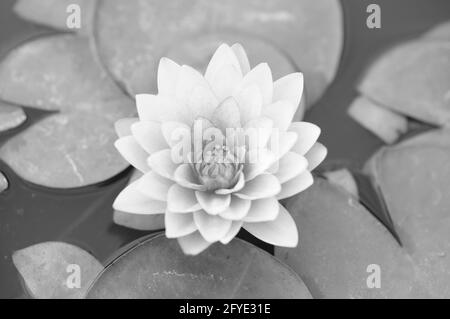 Eine attraktive Wasserlilie in Monochrom Stockfoto