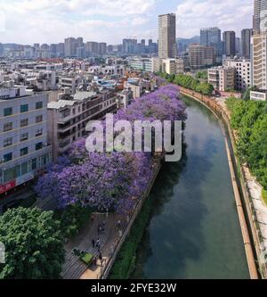 Luftaufnahme der Jacaranda Bäume in Kunming, Yunnan - China Stockfoto