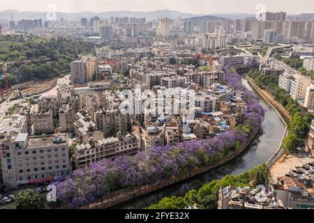 Luftaufnahme der Jacaranda Bäume in Kunming, Yunnan - China Stockfoto