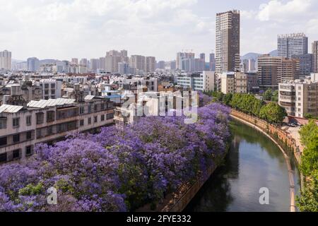 Luftaufnahme der Jacaranda Bäume in Kunming, Yunnan - China Stockfoto