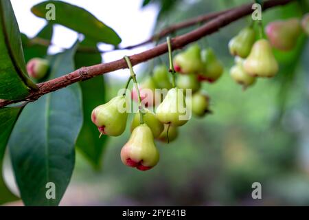 Rosenapfelfrucht hängt am Baum. Stockfoto