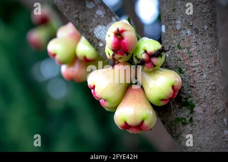Rosenapfelfrucht hängt am Baum. Stockfoto