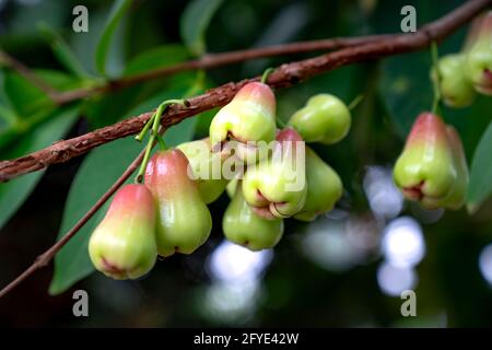 Rosenapfelfrucht hängt am Baum. Stockfoto