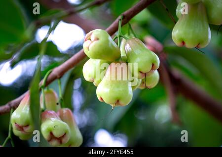 Rosenapfelfrucht hängt am Baum. Stockfoto