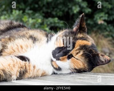 Calico Katze schläft auf Holzterrasse Stockfoto