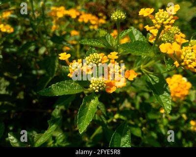 Lantana camara (tahi ayam, sailara, tembelekan, gemeine lantana, großer Salbei, Wild Salbei, Red Salbei, White Salbei, Zeckenbeere, West Indian lantana, Umbelanter Stockfoto