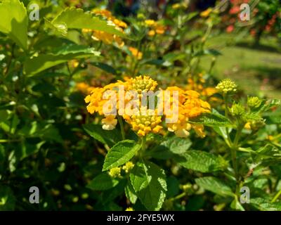 Lantana camara (tahi ayam, sailara, tembelekan, gemeine lantana, großer Salbei, Wild Salbei, Red Salbei, White Salbei, Zeckenbeere, West Indian lantana, Umbelanter Stockfoto