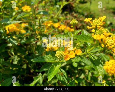 Lantana camara (tahi ayam, sailara, tembelekan, gemeine lantana, großer Salbei, Wild Salbei, Red Salbei, White Salbei, Zeckenbeere, West Indian lantana, Umbelanter Stockfoto