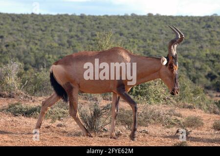 Gewöhnlicher Tessebe, Damaliscus lunatus, Spaziergang durch Fynbos shrubland, Bontebok National Park, in der Nähe von Swellendam, Südafrika, Afrika Stockfoto