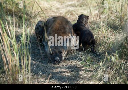 Weibliche gepunktete Hyäne, Crocuta crocuta, mit zwei Jungen, Kruger-Nationalpark, Mpumalanga, Südafrika Stockfoto