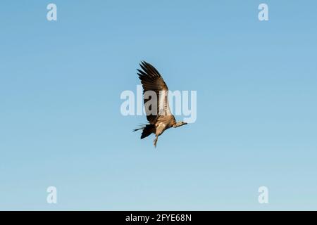 Cape Vulture, Gyps Coprotheres, im Flug, Kruger National Park, Mpumalanga, Südafrika Stockfoto