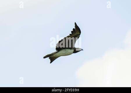 Martial Eagle, Polemaetus bellicosus, im Flug, Kruger National Park, Mpumalanga, Südafrika Stockfoto