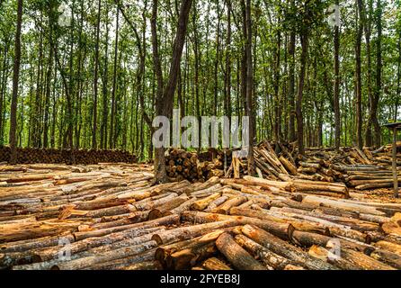 Ghajini ist ein berühmter grüner Wald im Stadtteil Sherpur Von Bangladesch, wo künstliche Picknickplätze geschaffen werden Bäume in der na abschneiden Stockfoto