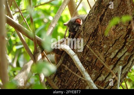 Asian Palm civet cub auf den Bäumen, EINE kleine Kreatur im Dschungel verloren, gefürchtet, verloren, & verlassene junge Augen in den Mittagssonne Strahlen ... Stockfoto