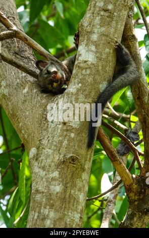 Asian Palm civet cub auf den Bäumen, EINE kleine Kreatur im Dschungel verloren, gefürchtet, verloren, & verlassene junge Augen in den Mittagssonne Strahlen ... Stockfoto