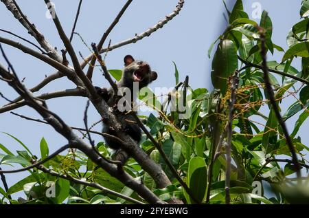 Asian Palm civet cub auf den Bäumen, EINE kleine Kreatur im Dschungel verloren, gefürchtet, verloren, & verlassene junge Augen in den Mittagssonne Strahlen ... Stockfoto