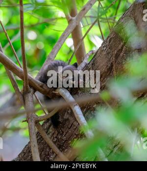 Asian Palm civet cub auf den Bäumen, EINE kleine Kreatur im Dschungel verloren, gefürchtet, verloren, & verlassene junge Augen in den Mittagssonne Strahlen ... Stockfoto