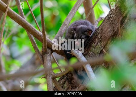 Asian Palm civet cub auf den Bäumen, EINE kleine Kreatur im Dschungel verloren, gefürchtet, verloren, & verlassene junge Augen in den Mittagssonne Strahlen ... Stockfoto