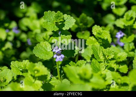 Makroansicht der kriechenden Charlie (gleckoma hederacea) Wildblumenpflanze, die in einem Wohnrasen wächst. Eine attraktive Pflanze, die aber oft als Unkraut gilt. Stockfoto