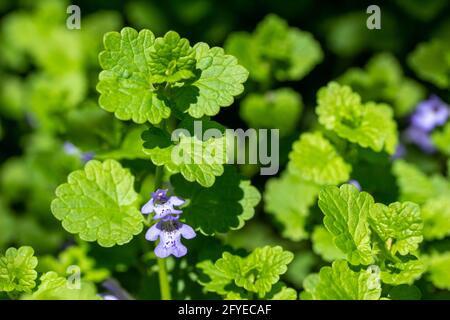 Makroansicht der kriechenden Charlie (gleckoma hederacea) Wildblumenpflanze, die in einem Wohnrasen wächst. Eine attraktive Pflanze, die aber oft als Unkraut gilt. Stockfoto