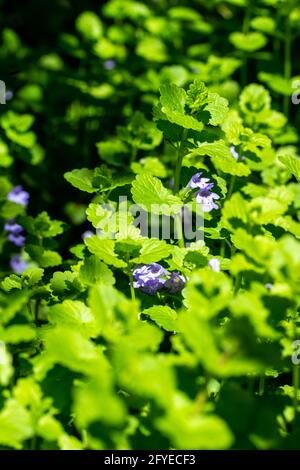 Makroansicht der kriechenden Charlie (gleckoma hederacea) Wildblumenpflanze, die in einem Wohnrasen wächst. Eine attraktive Pflanze, die aber oft als Unkraut gilt. Stockfoto