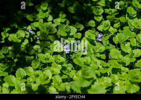 Makroansicht der kriechenden Charlie (gleckoma hederacea) Wildblumenpflanze, die in einem Wohnrasen wächst. Eine attraktive Pflanze, die aber oft als Unkraut gilt. Stockfoto