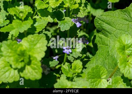Makroansicht der kriechenden Charlie (gleckoma hederacea) Wildblumenpflanze, die in einem Wohnrasen wächst. Eine attraktive Pflanze, die aber oft als Unkraut gilt. Stockfoto