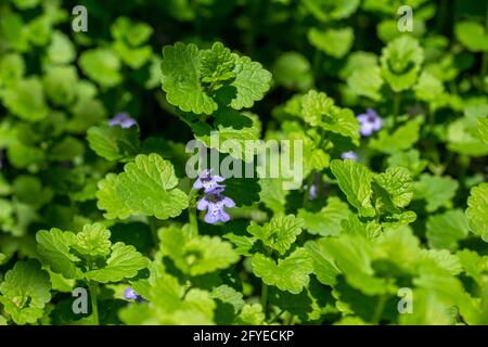 Makroansicht der kriechenden Charlie (gleckoma hederacea) Wildblumenpflanze, die in einem Wohnrasen wächst. Eine attraktive Pflanze, die aber oft als Unkraut gilt. Stockfoto