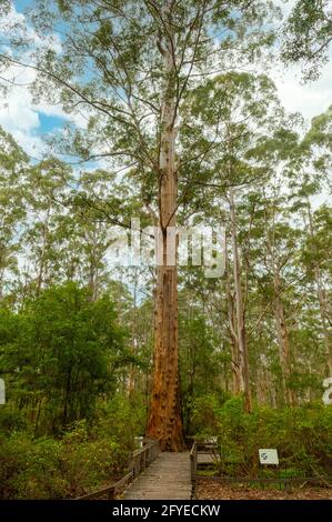 Der Gloucester Tree in Gloucester NP, WA, Australien Stockfoto