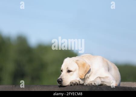 Porträt eines traurigen verärgerten Hundes der weißen labrador-Rasse, der auf unscharfem natürlichen Hintergrund von Himmel und Wald liegt. Streunender Hund am Straßenrand oder verlorenes Haustier. Beleidigen Stockfoto
