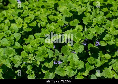 Makroansicht der kriechenden Charlie (gleckoma hederacea) Wildblumenpflanze, die in einem Wohnrasen wächst. Eine attraktive Pflanze, die aber oft als Unkraut gilt. Stockfoto