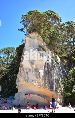 Urlauber sonnen sich am Sandstrand unter hohen vertikalen Felsen, die mit Pohutukawa-Bäumen bedeckt sind. Stockfoto