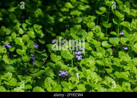 Makroansicht der kriechenden Charlie (gleckoma hederacea) Wildblumenpflanze, die in einem Wohnrasen wächst. Eine attraktive Pflanze, die aber oft als Unkraut gilt. Stockfoto