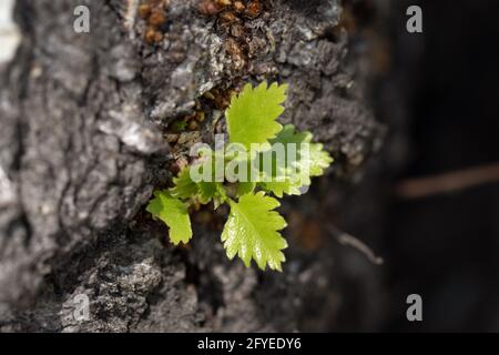 Der junge grüne Spross bricht durch die Rinde des Baumes. Der Frühling ist gekommen, neues Leben ist geboren. Selektiver Fokus Stockfoto